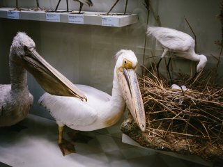 В Зоологическом музее МГУ. Фото: Ольга Мерзлякова / «Научная Россия»