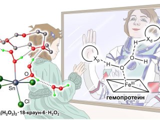 Схема. Фрагмент кристаллической структуры комплекса тетрахлорида олова с пероксидом водорода, стабилизированного молекулами краун-эфира. Автор иллюстрации Екатерина Гуляева