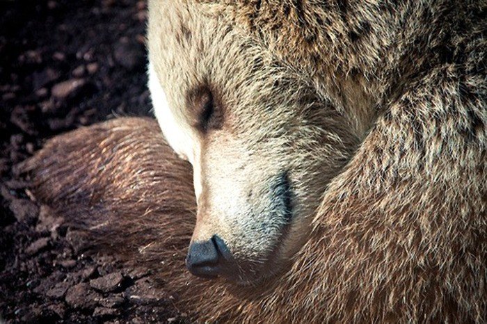 Люди могут научиться впадать в спячку еще при нашей жизни