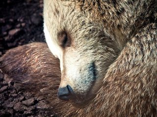 Люди могут научиться впадать в спячку еще при нашей жизни