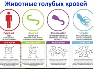 Из презентации Е.В.Богомоловой