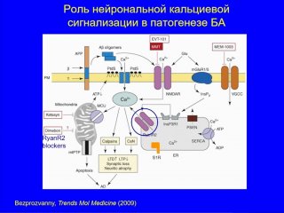 Из презентации И.Б. Безпрозванного. Источник: стопкадр трансляции президиума РАН