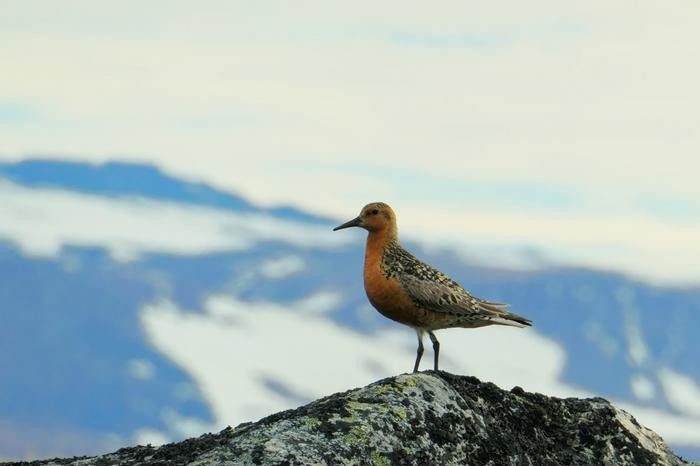 Красный кулик Calidris canutus islandica в местах размножения