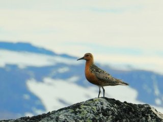 Красный кулик Calidris canutus islandica в местах размножения