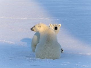 «Из Русской Арктики с любовью»: открытие фотовыставки и показ фильма о самом северном нацпарке страны