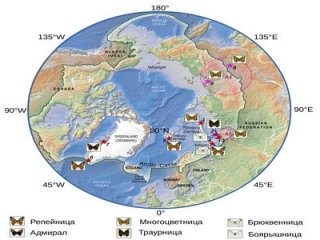 Northernmost Sighting of Migratory Large Tortoiseshells. Map basis: The CAFF Map No. 14 (Arctic Council; http://library.arcticportal.org/id/eprint/1336).