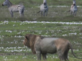 Удачно было начавшаяся погоня обернулась сплошным разочарованием