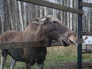 Добро пожаловать на Лосиную Биостанцию!…Фото: Мария Кравчук / «Научная Россия»