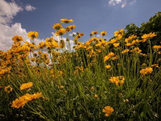 Селекционно-семеноводческий центр по эфирномасличным культурам. Фото: Николай Мохначев / Научная Россия