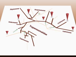 Филогенетика семейства Trypanosomatidae. Источник - Евгений Герасимов, биологический факультет МГУ