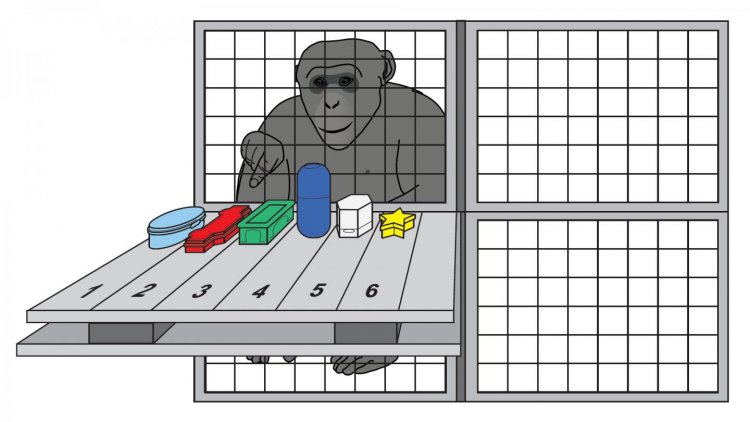 Рабочая память шимпанзе похожа на нашу