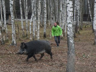 Добро пожаловать на Лосиную Биостанцию!…Фото: Мария Кравчук / «Научная Россия»