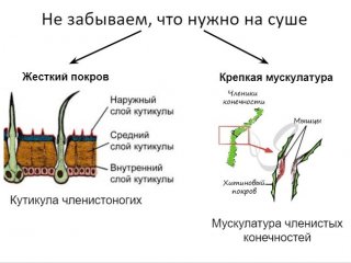 Из презентации Ярослава Попова