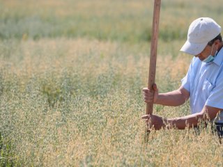 Золотые поля Немчиновки: А.М.Сергеев в гостях у аграриев…