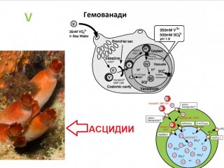 Из презентации Е.В.Богомоловой