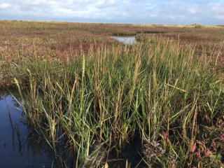 В ходе исследования измерялась концентрация DMSP в образцах листьев Spartina anglica, растущих на солончаке в Стиффи, Норфолк, Великобритания. Фото: Ben Miller / University of East Anglia