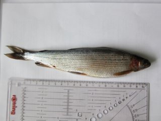 2. Енисейский хариус Thymallus baicalensis