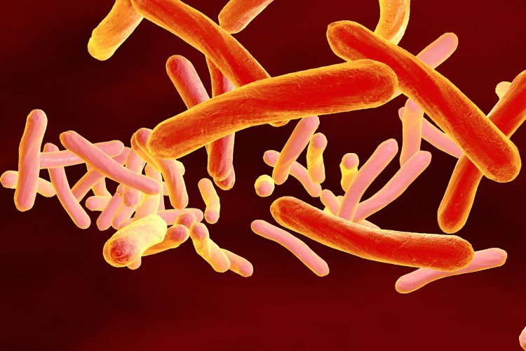 Фото: drmicrobe / ru.123rf.com