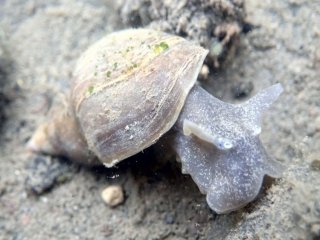 Прудовик обыкновенный (Lymnaea stagnalis) в одном из водоемов на юге полуострова Таймыр. Фото Ольги Аксёновой (Лавёровский центр)