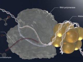 Гистоны сшиваются с ДНК (histone-DPC) после воздействия формальдегида, что приводит к нарушению клеточных процессов, таких как транскрипция