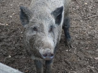 Добро пожаловать на Лосиную Биостанцию!…Фото: Мария Кравчук / «Научная Россия»