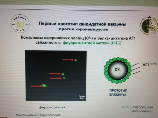 Ученые рассказали о создании вакцины от COVID-19…