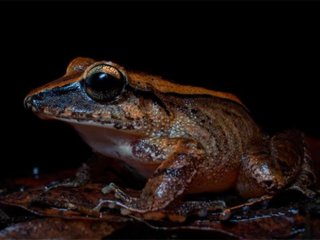 Лягушка-листоед (Haddadus binotatus) издает сигнал бедствия на частотах, неуловимых для людей, но слышимых хищниками