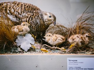 В Зоологическом музее МГУ. Фото: Ольга Мерзлякова / «Научная Россия»