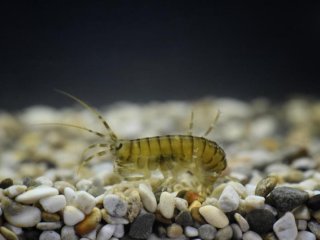 Eulimnogammarus verrucosus, древний ангарский криптический вид-двойник. Фото - Ксения Верещагина