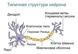 Мозг приветствует знакомые картины