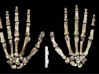 Кисть Homo naledi. Фото: elifesciences.org