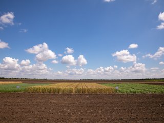 НИИСХ Крыма: Ведём прямой диалог с растениями. Фото: Николай Мохначев / Научная Россия