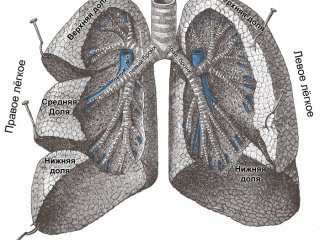 Создается атлас развития легких человека