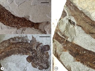 Представители биоты Джехол из обнажения Миддендорфа: 8 – 10: рыбы Lycoptera middendorfii. Фото И.Н. Косенко
