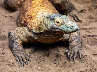 Килат, 20-летний комодский дракон