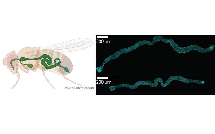 Слева: Модельный организм плодовой мушки (Drosophila melanogaster), желудочно-кишечный тракт выделен зеленым цветом. Справа: Микроскопические изображения кишечника плодовой мушки, на которых окрашены ядра клеток (голубой)