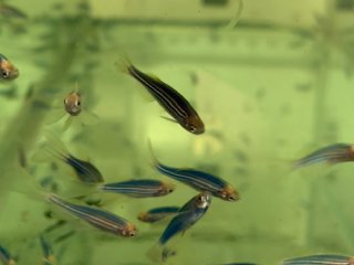 Рыбки зебраданио (zebrafish, Danio rerio), с которыми работает Алан Калуев. Источник фото © СПбГУ