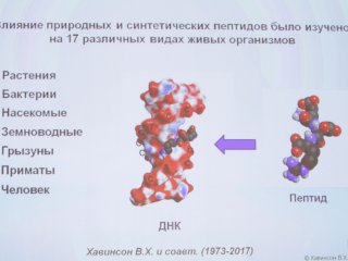 Хавинсон В.Х. " Единый механизм…