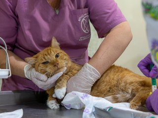 Obninsk. Radiotherapy Saves Pets. Photo: Nikolay Mokhnachev/Scientific Russia