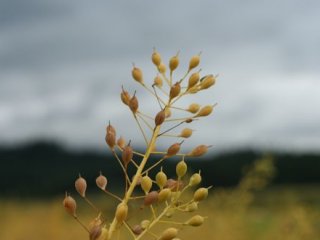 Генно-модифицированный злак производит рыбий жир