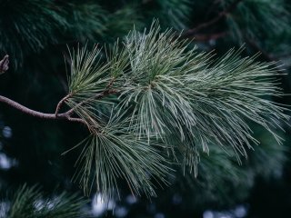 Сосна сибирская кедровая или сибирский кедр (Pinus sibirica Du Tour). Фотографии Анастасии Тамаровской  ФИЦ КНЦ СО РАН