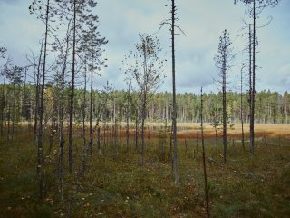 Заповедник Кивач, Карелия. Фото: Елена Либрик / «Научная Россия»