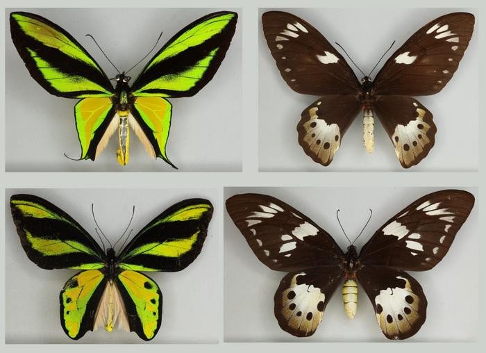 Птицекрылые бабочки из видовой группы Ornithoptera paradisea, у которых самцы (слева) отличались большим разнообразием, чем самки (справа). Фото: Natural History Museum. 2024. Birdwing butterflies (from Collection specimens). Licensed under CC-BY-4.0.