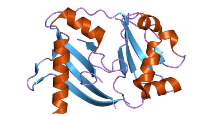 Найдены боевые вирусные белки, выключающие систему CRISPR у бактерий