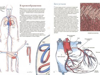 Как мы устроены. Путеводитель по человеческому организму…