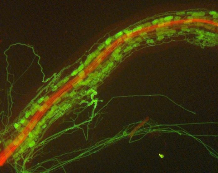 Корень Medicago truncatula колонизирован арбускулярной микоризой (AM) гриба Diversispora epigaea. Гифы D. epigaea и арбускулы внутри корня, а также гифы вокруг корня видны в виде зеленых структур гриб окрашен флуоресцентным конъюгатом лектина