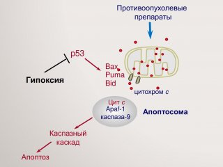 Больше воздуха: недостаток кислорода помогает раковым клеткам избежать смерти