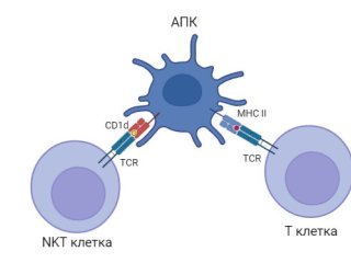 CD1-опосредованная активация Т-киллеров. Автор изображения: Алексей Замараев