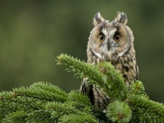 «Совы» в Дарвиновском музее…