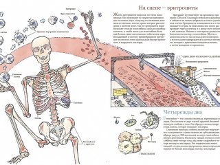 Как мы устроены. Путеводитель по человеческому организму…